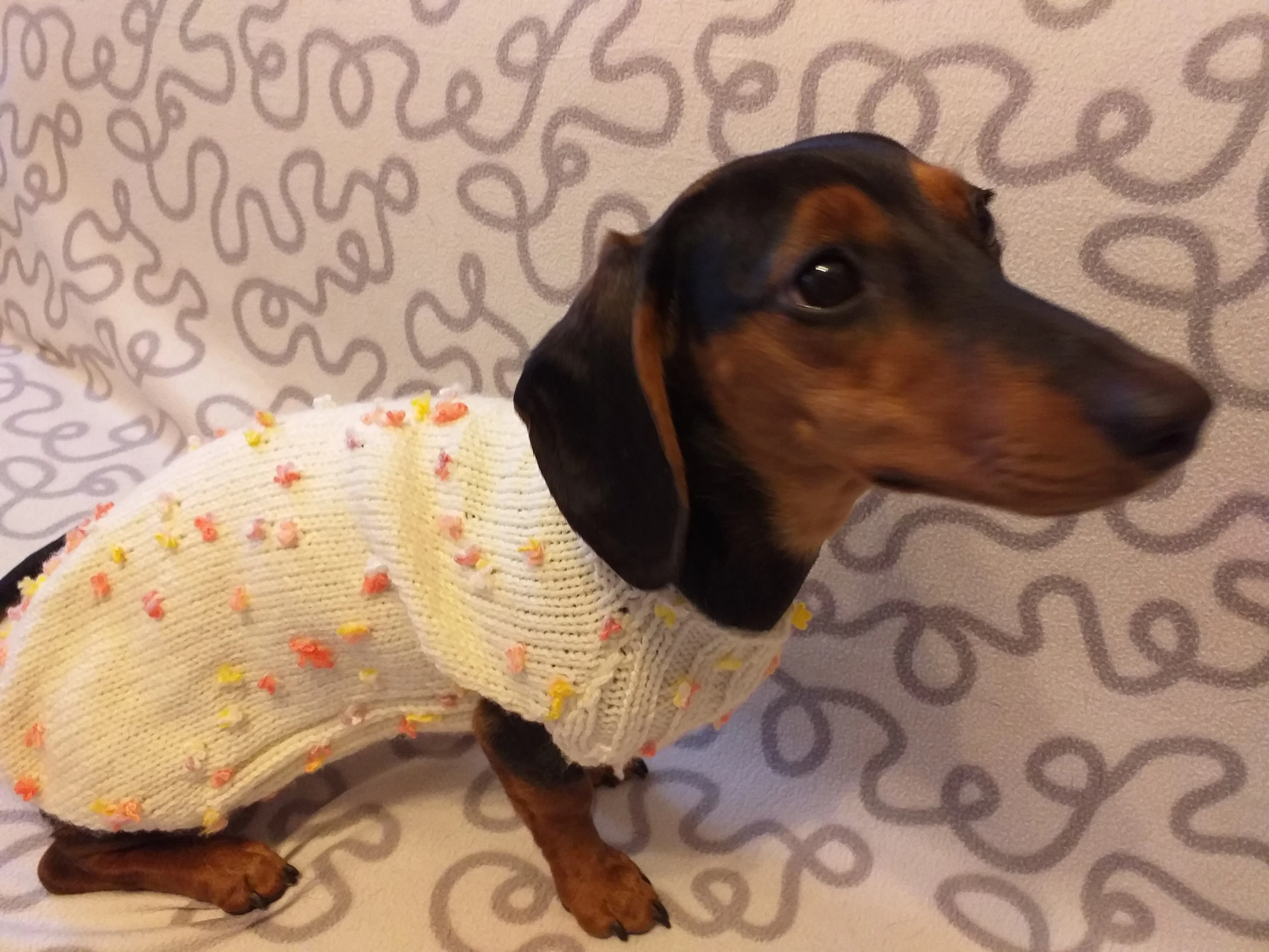 New exclusive collection of sweaters with flowers and butterflies for the miniature dachshund or small dog