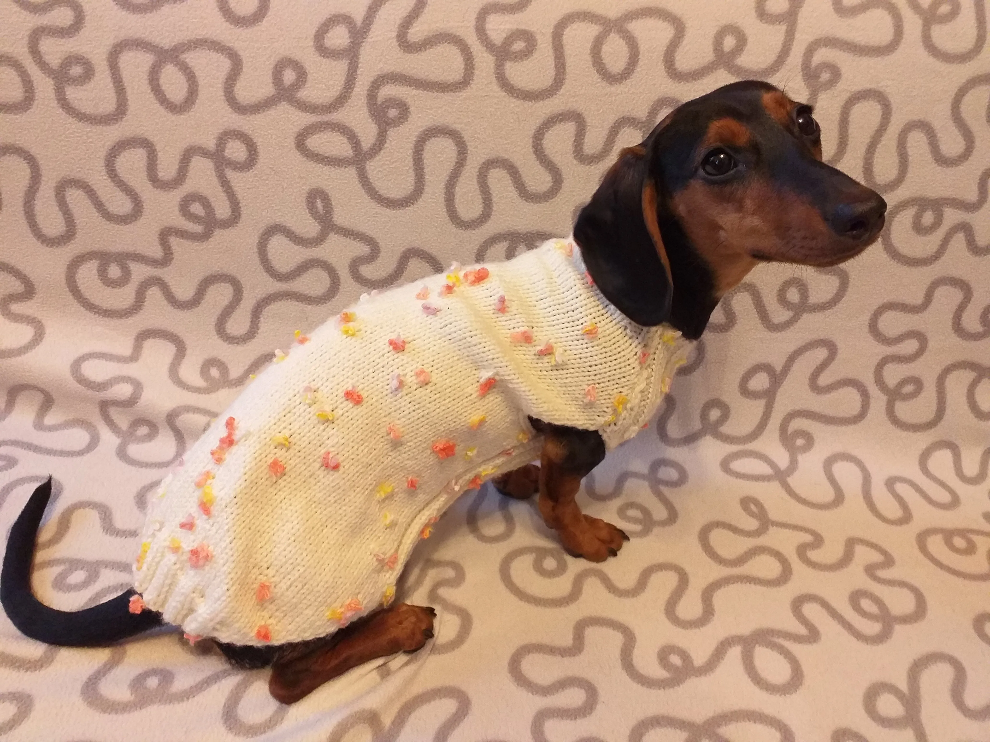 New exclusive collection of sweaters with flowers and butterflies for the miniature dachshund or small dog